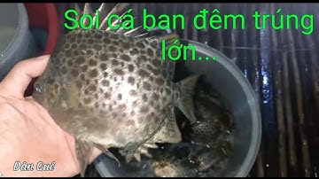 Dân quê Cà Mau ban đêm đi soi cá Nâu, Ba khía trúng mánh lớn.../ dan que/ ca mau