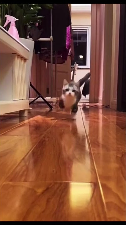 Cute Little Cat Running TikTok vinnythetwister