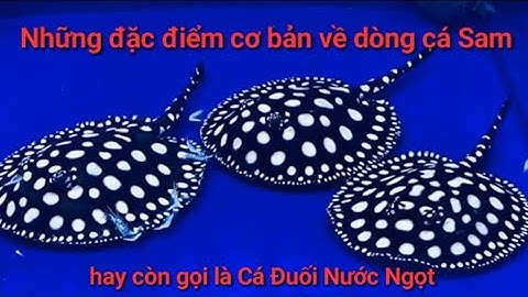 Cá Sam hay còn gọi là cá đuối nước ngọt - Những đặc điểm cơ bản về dòng cá Sam cho người mới