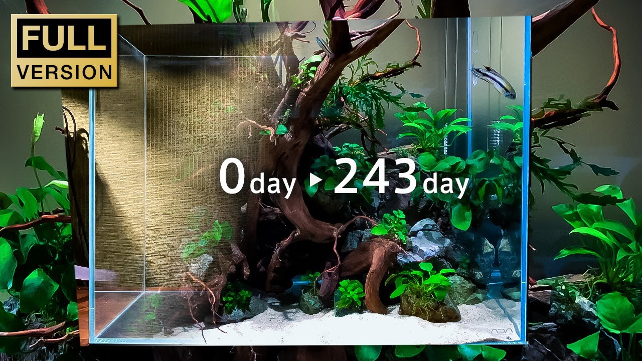 アヌビアスを主役に使う森水槽 立ち上げからリセットまで/aquascape/aquarium/60cm tank/vlog/