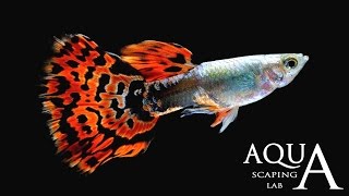 Aquascaping Lab - Guppy Fish Poecilia Reticulata description / Guppies Lebistes Reticulata