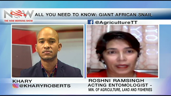 All You Need To Know - Giant African Snail