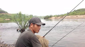 Câu cá chép sông cầu bắc ninh