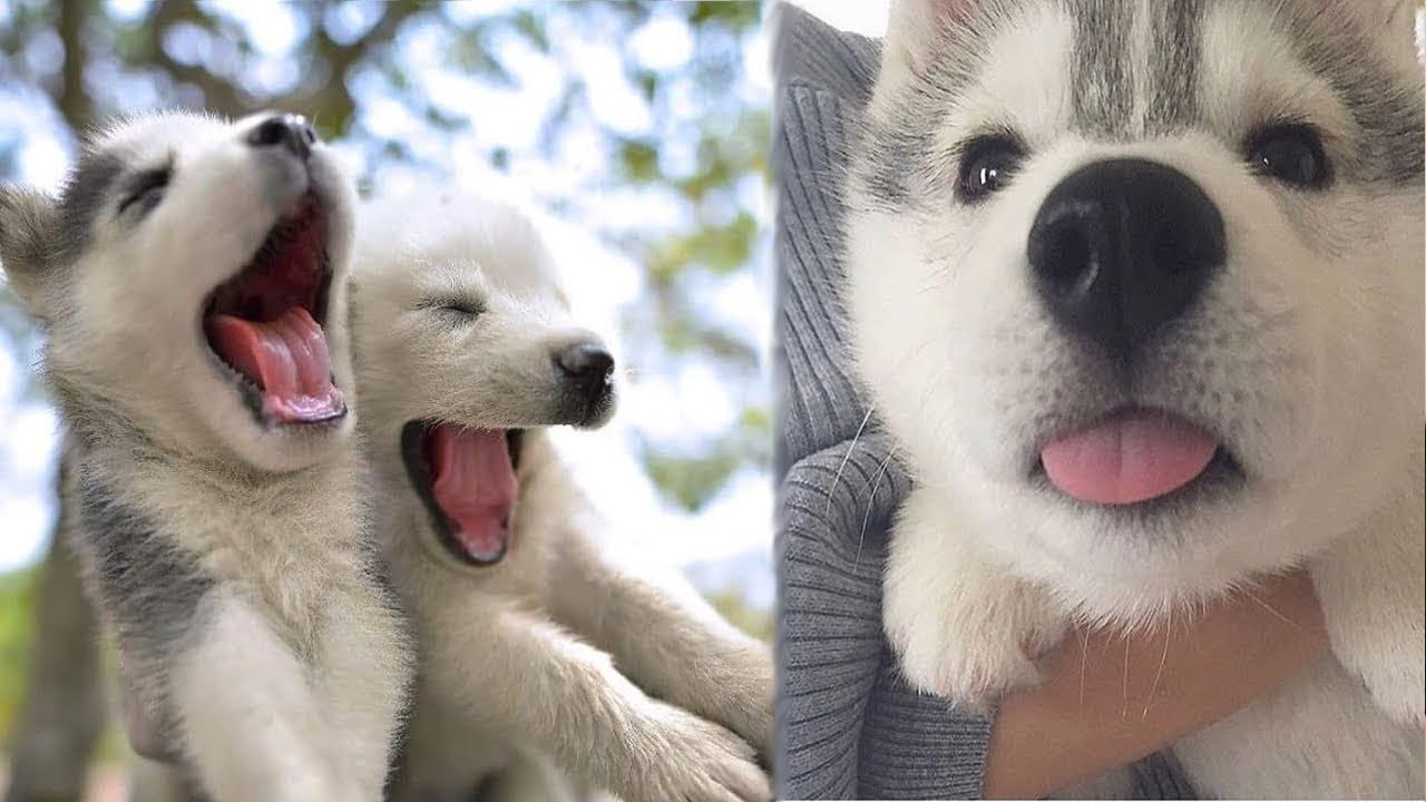 かわいい 動物 かわいい犬大きな犬とすごく楽しそうに遊ぶ子犬 最高におもしろ犬の動画集 18 Youtube