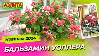 Новинка 2024! Бальзамин Уоллера МАХРОВЫЙ КОМНАТНЫЙ F1