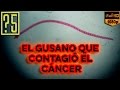 Hymenolepis nana: El gusano que contagió su cáncer a un hombre en Colombia