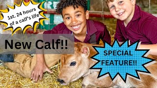 First 24 Hours with a NewBorn Calf, Calf Sharing