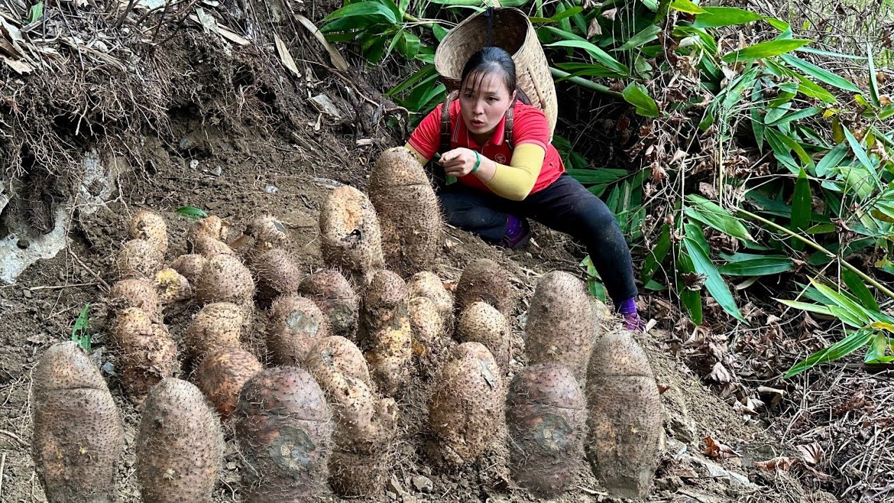 Harvesting CU TU goes to market sell - take care animals in farm