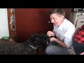 Kerry Blue Terrier is asking for yummy / Керрик клянчит вкусняшки