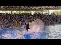 Orca Encounter (Killer Whale Show) SeaWorld /San Antonio, Texas