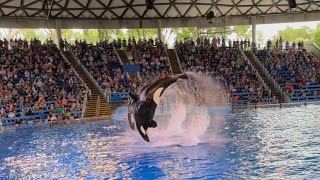 Orca Encounter (Killer Whale Show) SeaWorld /San Antonio, Texas