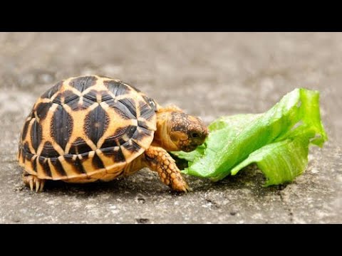 Video: Slider Là Loại Rùa Nào?