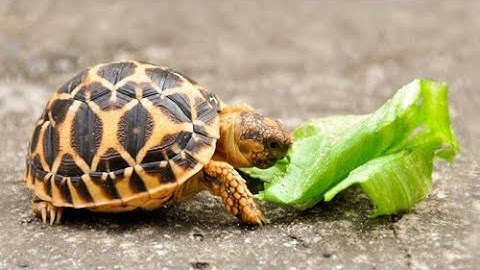 TOP 4 Loại rùa cảnh đẹp dễ nuôi ở Việt Nam được nhiều người ưa chuộng