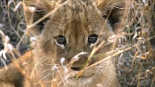 WE SafariLive- The Birmingham lion cubbies close to the car!