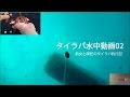 タイラバ水中動画02 ～タイラバは海底側からどう見えているのか？編～
