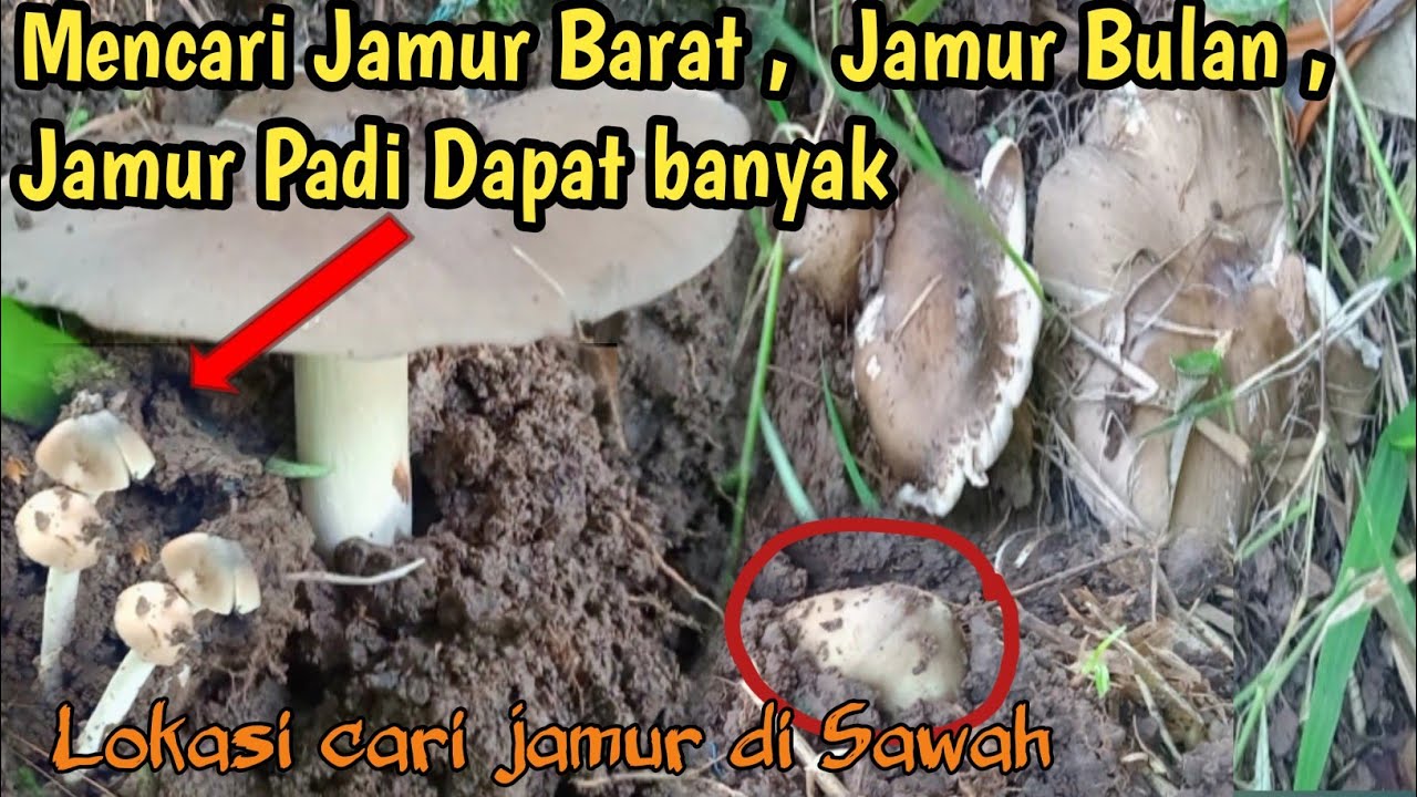 LAGI DAN LAGI SAYA MENDAPATKAN JAMUR BARAT DI AREA SAWAH -Mushroom