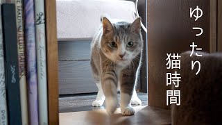 のんびり流れるゆったり猫時間 | #モアクリ Vlog062 by モアクリ 7,630 views 2 years ago 5 minutes, 45 seconds