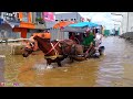 KUDA DELMAN BANJIRAN🔴Naik Kuda Delman Saat Banjir Di Kelapa Gading.