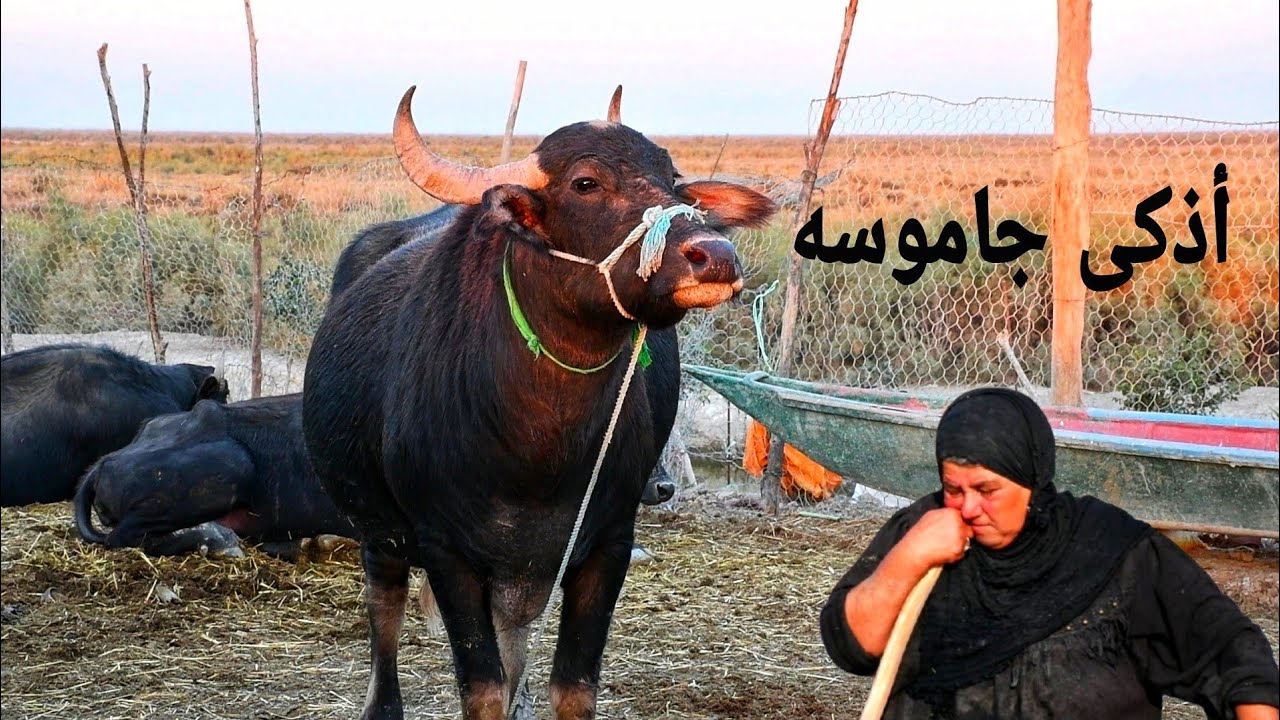 موقف غريب جاموسه ذكية تنبه رعايتها بأن تحضر لها وجبة أكل قبل غروب الشمس عن طريق حركة خاصة