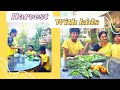 Vegetable Harvest with kids/అరిణ్ కల నెరవేరింది.. #terracegarden  #madgardener