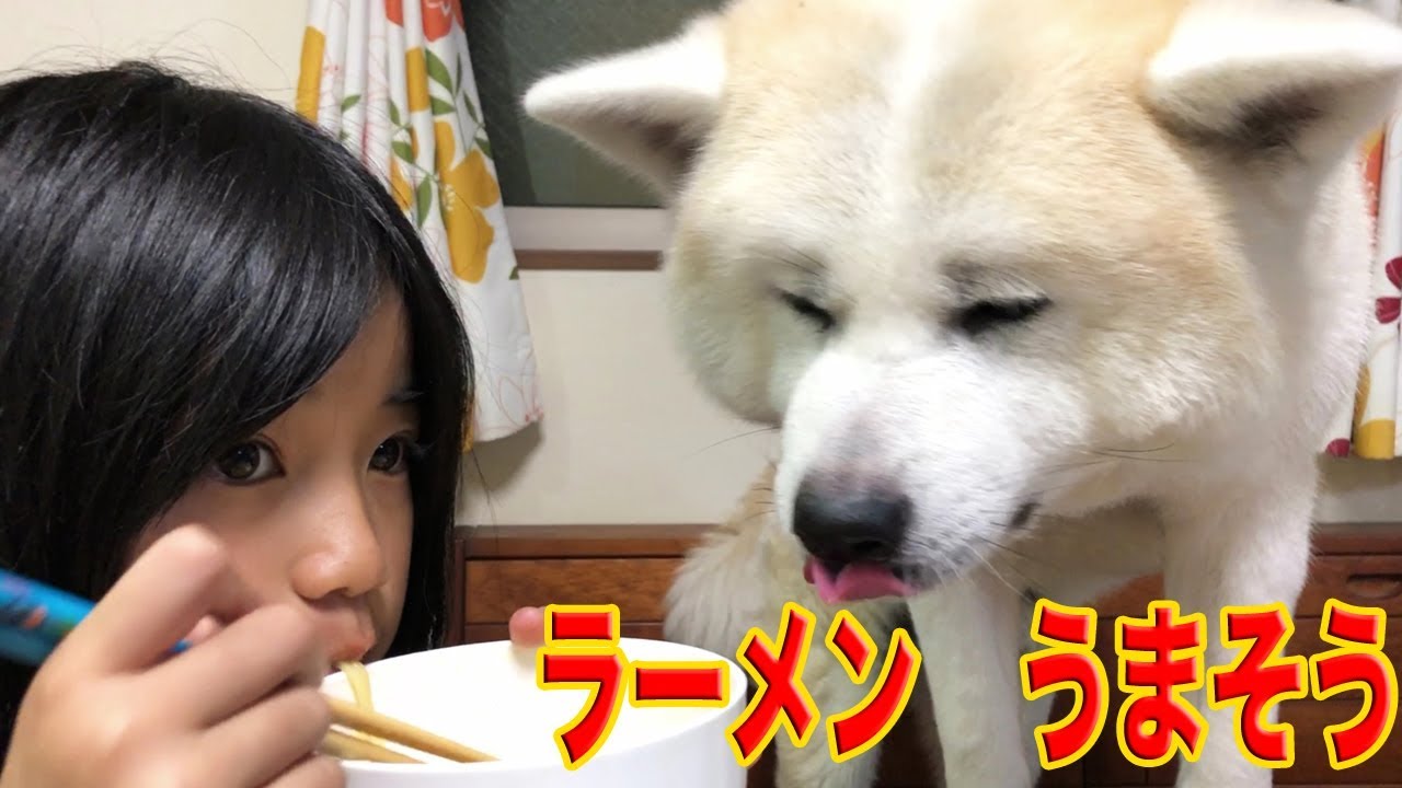 秋田犬 ラーメンが美味しい季節になりましたね Grandchildren Playing With Dog Youtube