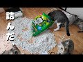 朝起きたらこうなってた。悟った。子猫は保護猫、みんな元野良猫でも幸せ猫だよ