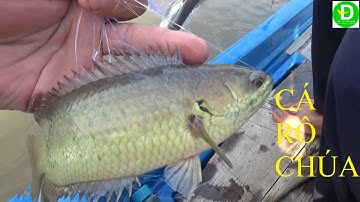 Giăng lưới toàn cá rô to dính gì mới đã l Fishing
