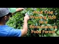Fruit Tree Pruning Tips for a Permaculture Food Forest 