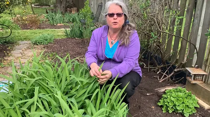 Learn about Pollinators with Joan Plisko