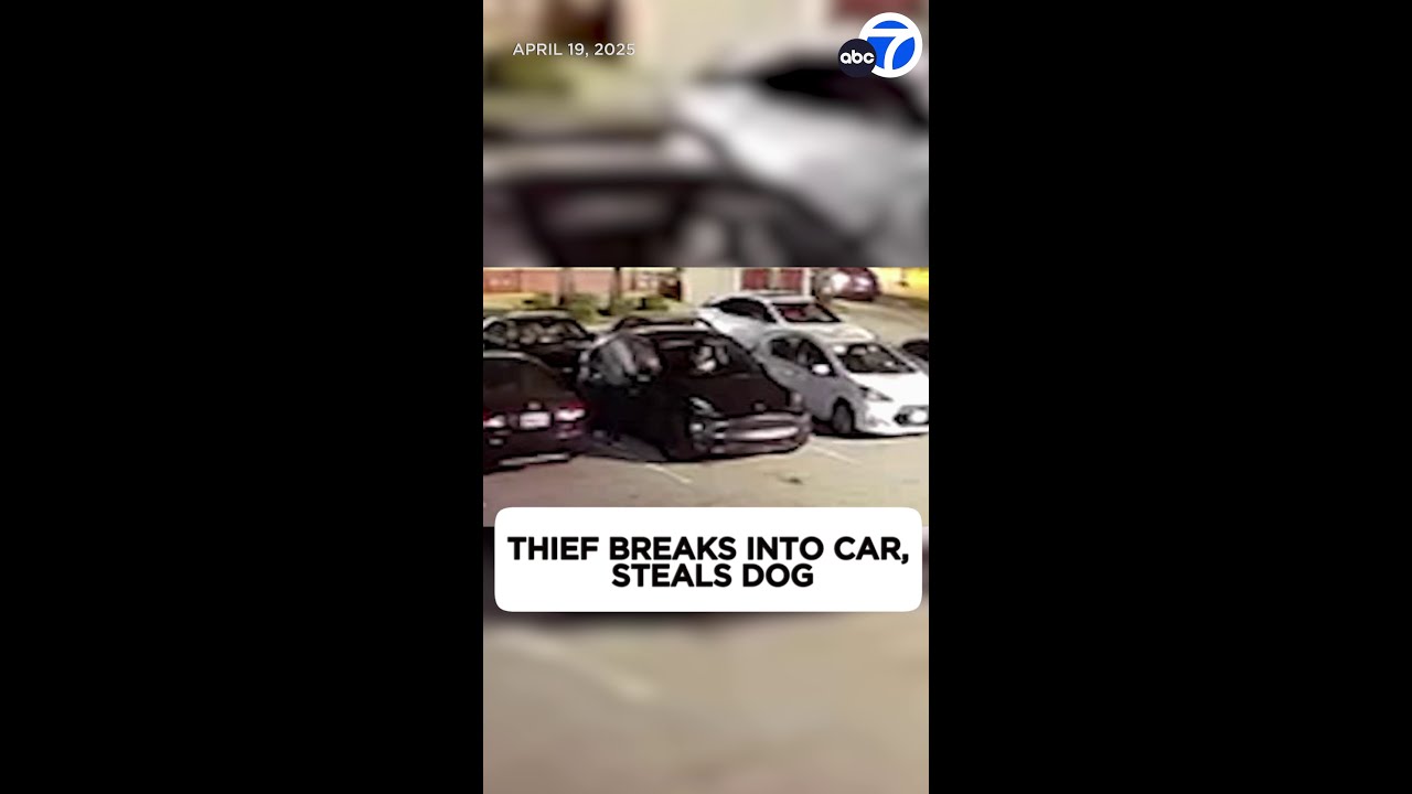 Thief breaks into Tesla, steals dog in Rowland Heights - YouTube