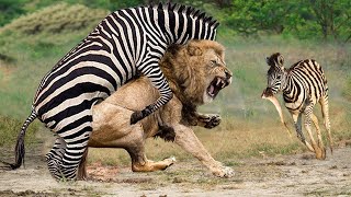 Lion King Failed Miserably When Fighting Wild Zebra That Were Too Ferocious - Lions Vs Buffalo