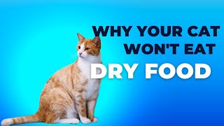 Why Your Cat Won't Eat Dry Food