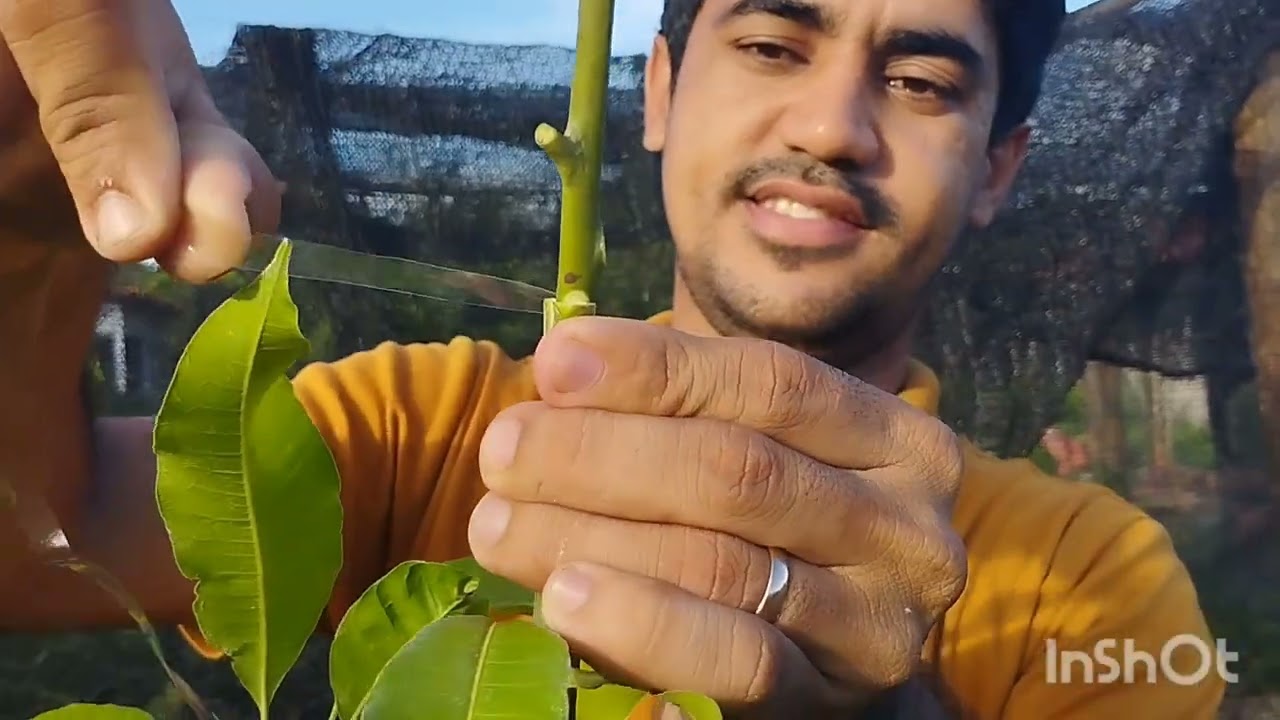 Enxertia em manga de forma fácil faça você também