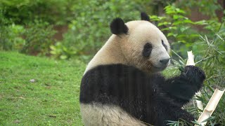 [4K] 間近で可愛くもぐもぐレイレイ🐼櫓でたけのこシャオシャオ🐼😀 / Ueno Pandas / 上野動物園パンダファミリー