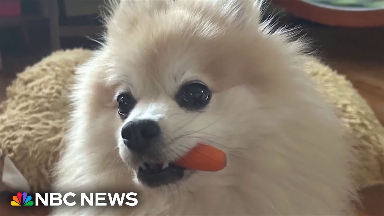 Commercial dog food contains ‘alarming’ levels of contaminants, study says 