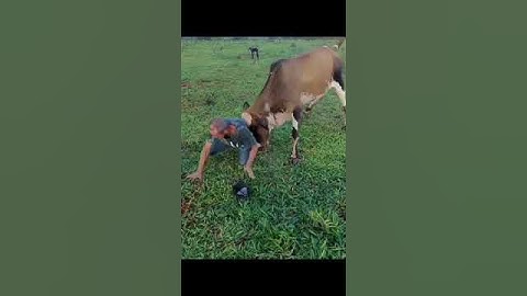 Vaca de Bezerro. #shorts #viral #explore