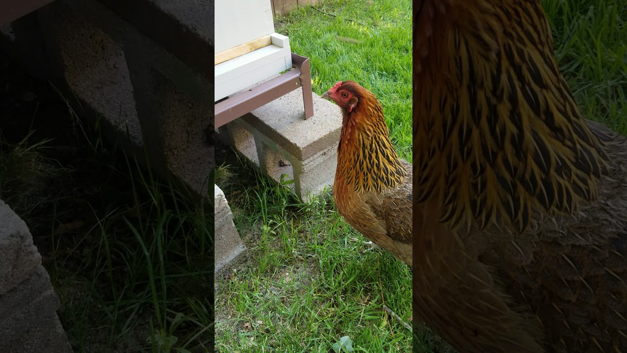 Bees and chickens, a great mix YouTube