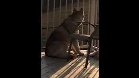 "MoonShine's Sundance kid" siren howling