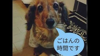 おじいさん犬 Youtube おじいさん犬 Youtube
