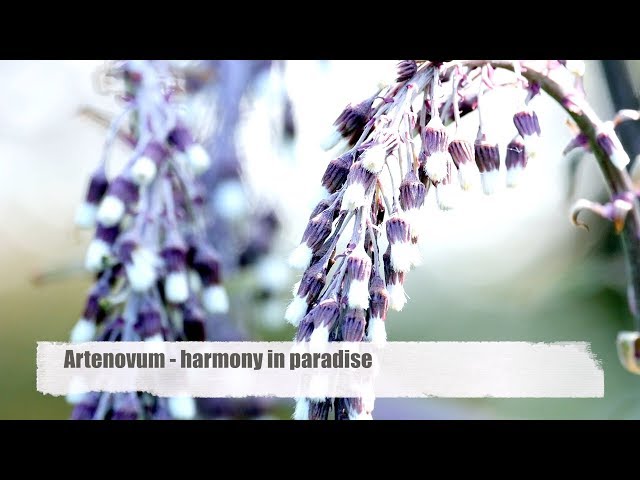 Artenovum - Harmony in Paradise