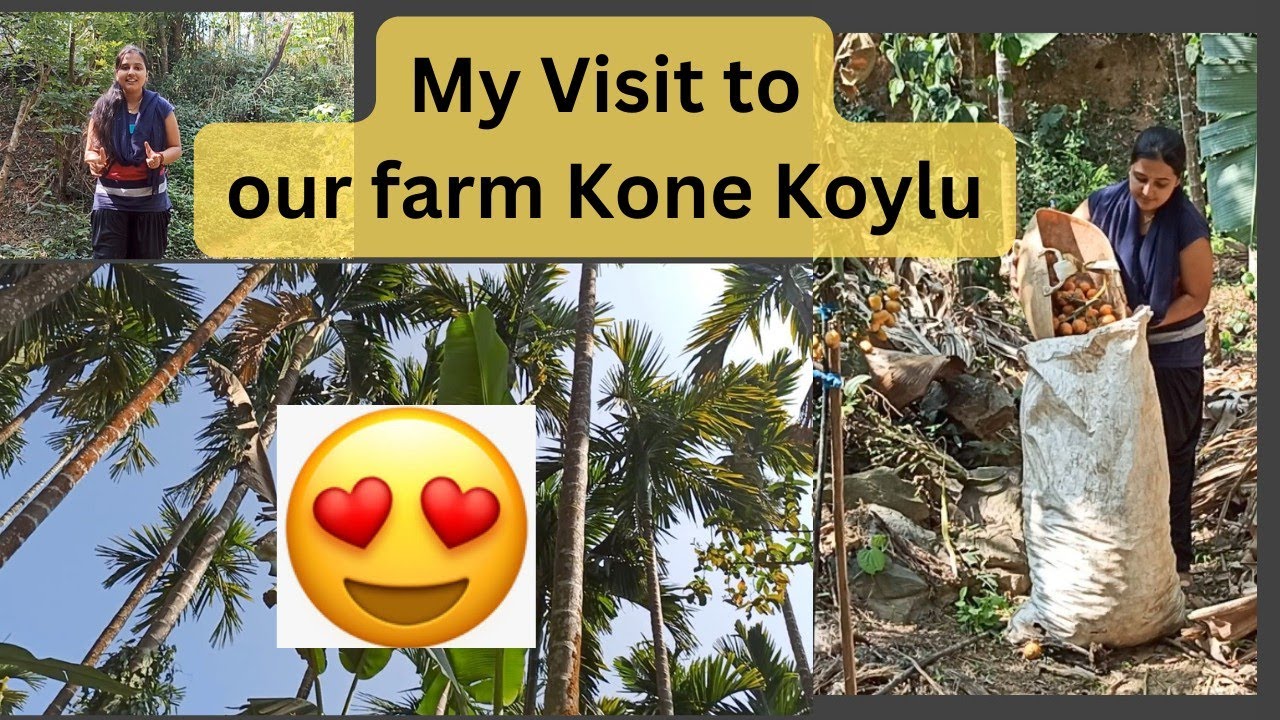 ಕೊನೆ ಕೊಯ್ಲು | Konekoylu | ಕೊನೆ ಕೊಯ್ಲಿನ ಒಂದು ದಿನ | Sunday Funday | When I visit our farm Kone Koylu 😍
