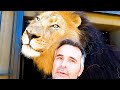 The Real LION KING Having FUN | The Lion Whisperer