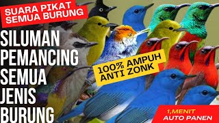 SUARA PIKAT SEMUA JENIS BURUNG KECIL || SUARA PIKAT BURCIL RIBIT