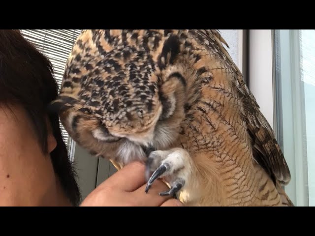 【フクロウのガルー】爪って痛くないの？