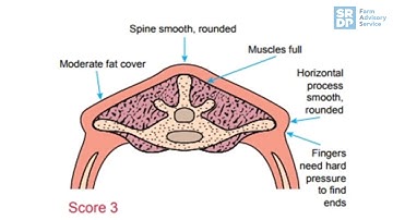 Body Condition Scoring Breeding Ewes Pre-tupping