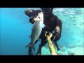 Spearfishing winter m mugil cephalus