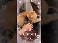 Happy Valentine’s Day ~❤️❤️❤️ #happyvalentinesday #lovecats #catlover