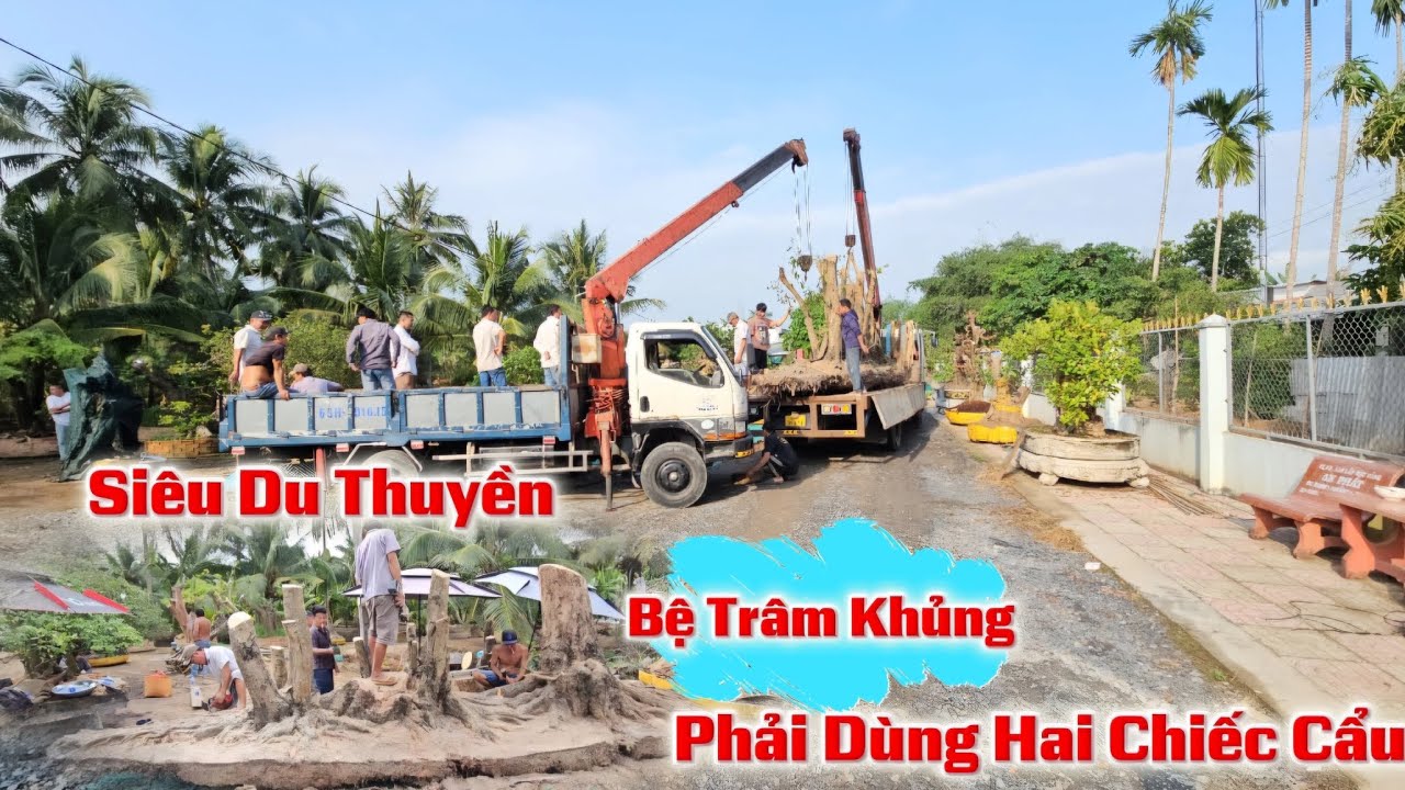 Cây Trâm Có Bệ  Đế Dài Giống Siêu Du Thuyền Hành Tinh