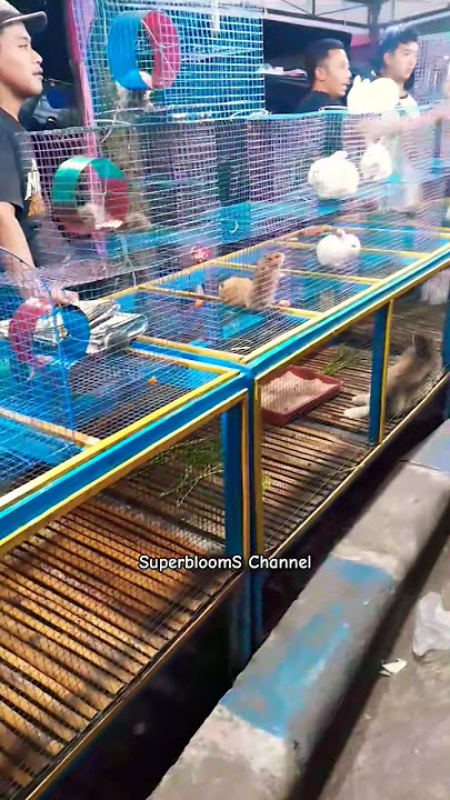 Pecinta hamster dan kelinci silahkan datang ke pasar malam pelabuhan muncar #shorts