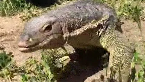 丸呑み捕食